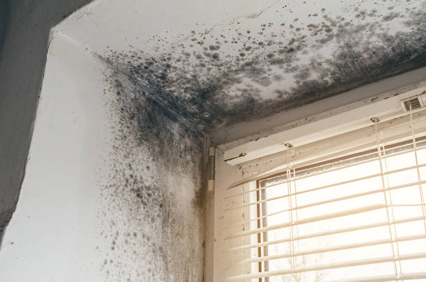 Trusted Commercial Mold Remediation service in Hamilton, GA - Cheap Mold Removal